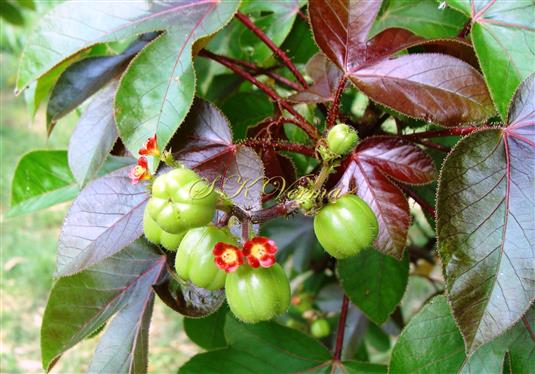  Capsules